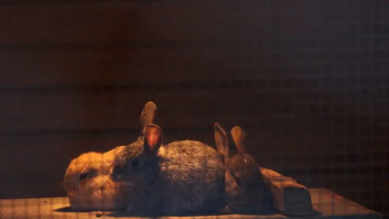 Antalya'da Lemurlar Sıcakta, Bukalemunlar Işıkta 5